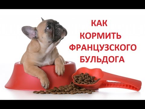 Видео: Фильм 9.  Как кормить французского бульдога.