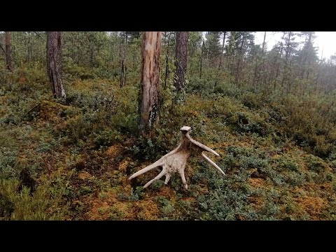 Видео: Самая дорогая ягода