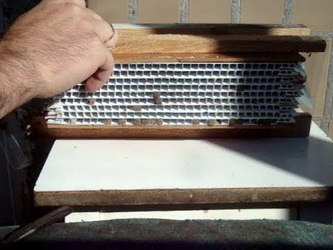 Видео: Извлечение коконов осмий из пластикового домика.