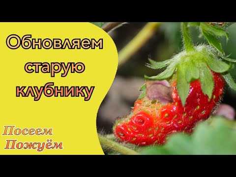 Видео: Обновляем старую клубнику. Посеем Пожуем