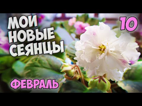 Видео: Моя домашняя коллекция сеянцев фиалок / Красивые фиалки