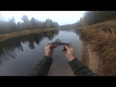 Видео: р.Луга .Открытие сезона ловли налима .Эпизод -2 .Осень 2019. Налим. Язь.Хариус .