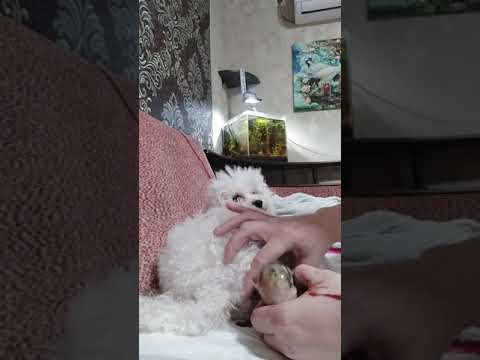 Видео: Роды той пуделя.