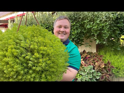 Видео: СЕДУМ ЛЕМОН БАЛЛ, самые простые секреты огромных шаров 😍