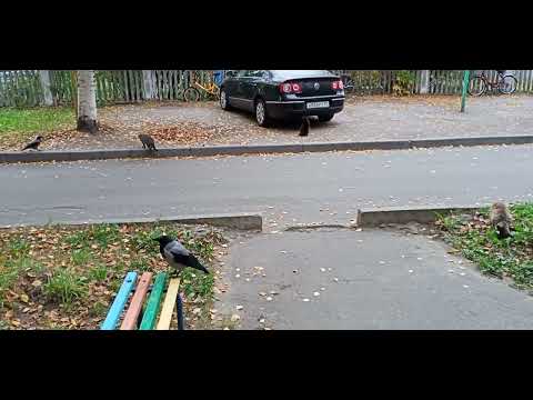 Видео: Уличные кошарики и наглые вороны! ^^