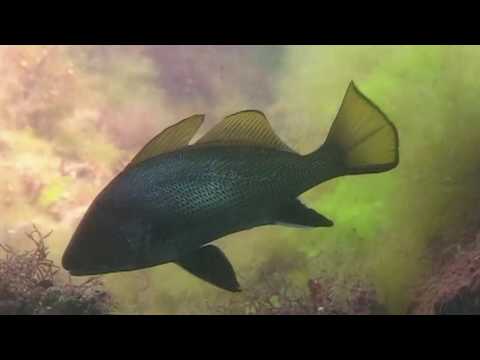 Видео: ГОРБЫЛЬ, ЧЕРНОЕ МОРЕ.О чём молчат рыбы 24