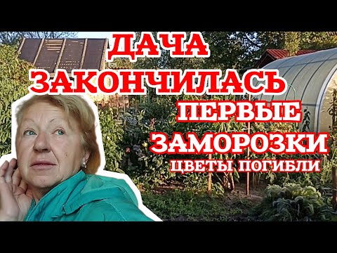 Видео: Ночью было минус 5. Вымерзло всё. Как правильно выкапывать ГЕОРГИНЫ на зиму. 