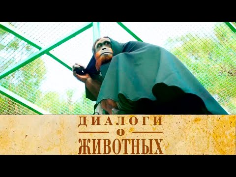 Видео: Сафари Парк в Геленджике. 2-я серия // Диалоги о животных @SMOTRIM_KULTURA