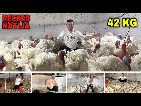 Видео: БИГ 6 ИНДЮК (КУРКА) ЖЎЖАЛАРИ СОТУВИ БОШЛАНДИ #2025 #жужа #индюк