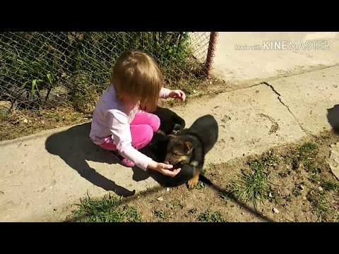 Видео: 1 МЕСЯЦ ЩЕНКАМ/КАК ВЫБРАТЬ ЩЕНКА/ЧЕМ КОРМИТЬ ЩЕНКОВ