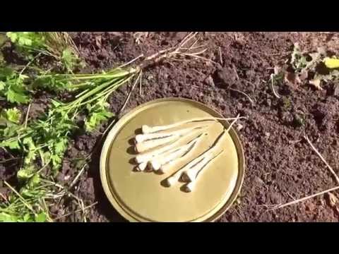 Видео: Не забываем заготовить на зиму корневую петрушку!