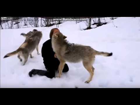 Видео: Животные встречают хозяев после долгой разлуки. ОЧЕНЬ ГРУСТНОЕ ВИДЕО(
