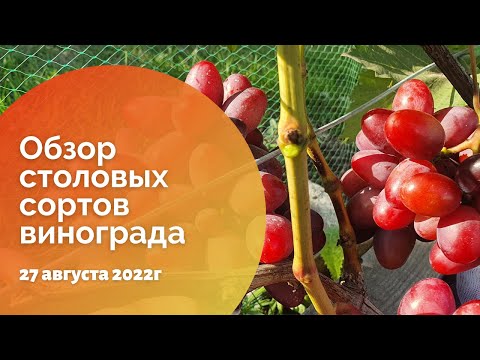 Видео: Обзор столовых сортов винограда 27.08.2022