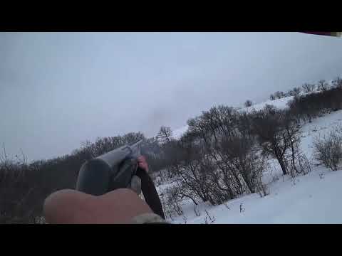 Видео: Охота с Р Г  на зайца 2024г №21