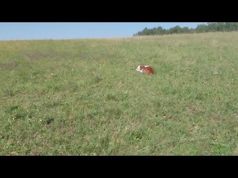 Видео: Отел на выпасах.