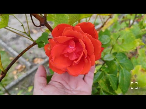 Видео: Ютуб так шутит? 🤔На даче 🌺,что с виноградом 🫣? 