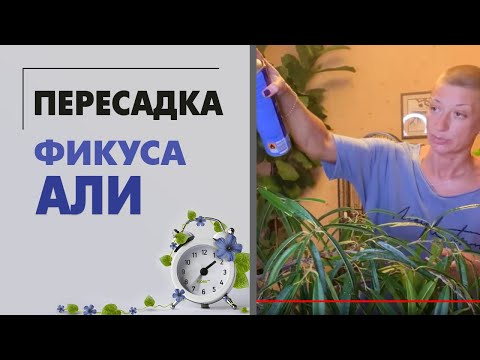 Видео: Как пересадить фикус. Фикус Али наводим красоту - превращаем Золушку в принцессу.