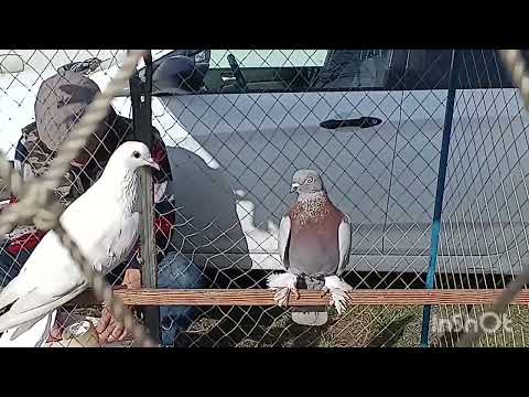 Видео: Птичий рынок г. Кропоткин 31.03.2024 #рынок#птица #кропоткин