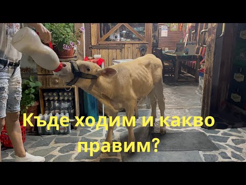 Видео: Част 1 | Къде ходим и какво правим през ваканцията? | Теленце #bulgaria #fun #holiday