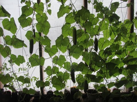 Видео: ПЕРВОАПРЕЛЬСКИЕ ОГУРЦЫ -НА ПОДОКОННИКЕ