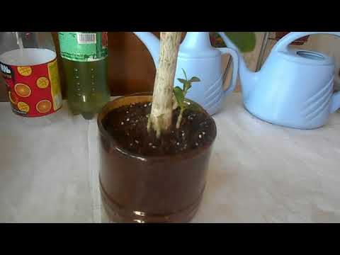Видео: Адениум. Что делать, когда растут корни?