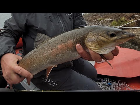 Видео: Амыл. Октябрь.