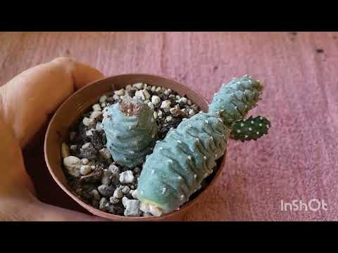 Видео: Тефрокактус Diadematus. Арбузная пеперомия 2. 16.08.2023.