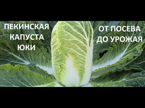 Видео: Пекинская капуста от посева до урожая.