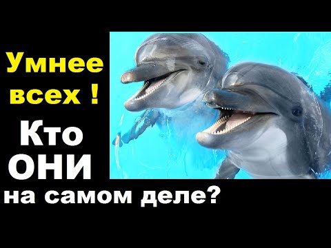 Видео: Кто они дельфины? Ученые доказали - человек не самое разумное существо на Земле.  | TimonFix