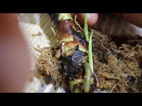 Видео: Реанимация взрослого антуриума.  Первый отчет.