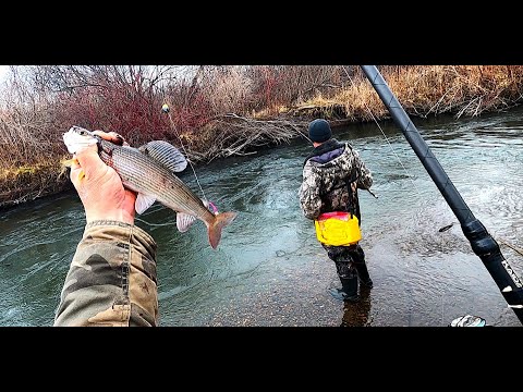 Видео: Рыбалка на Хариуса/Октябрь2025г/Кабаны выворачивают руку! Осень время доброго Хариуса! КЛЕВ.