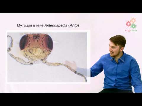 Видео: Регуляция работы генов. Регуляция транскрипции у эукариот. Часть 1