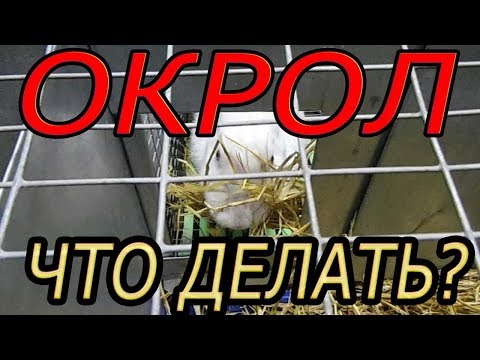 Видео: ОКРОЛ, подготовка гнездовья, маточника (видео 5)