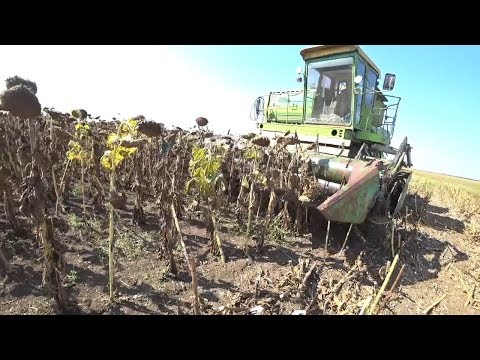 Видео: Уборка подсолнуха под капельным орошением