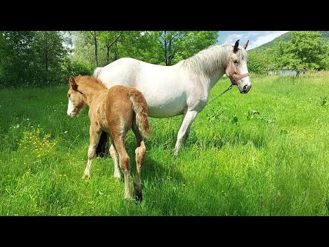 Видео: 📢ПРОДАЖ💰Кобила Зірка та лошак Султан👍🔥✅️
