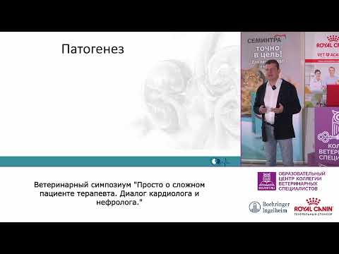 Видео: Артериальная гипертензия у кошек. Доктор Андрей Комолов