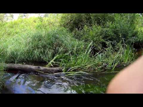 Видео: Перехожу живописную реку Болва Кировского района в поисках заброшенного погоста