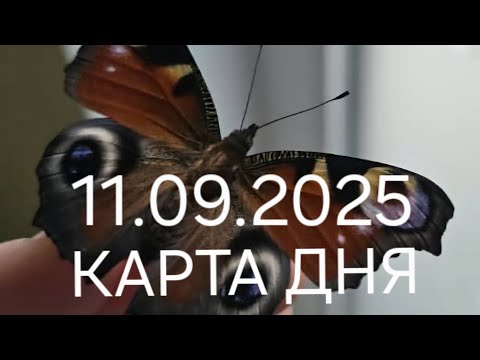 Видео: 11 сентября 2025 | карта дня | все знаки зодиака 🃏🍀💫