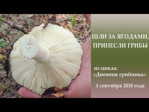 Видео: Шли за ягодами, принесли грибы. Дневник грибника 1 сентября 2018 года