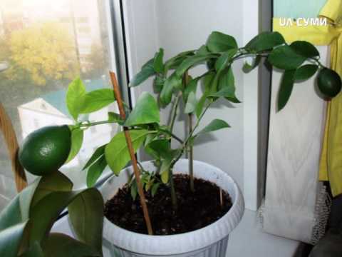 Видео: Щеплення лимонів в домашніх умовах