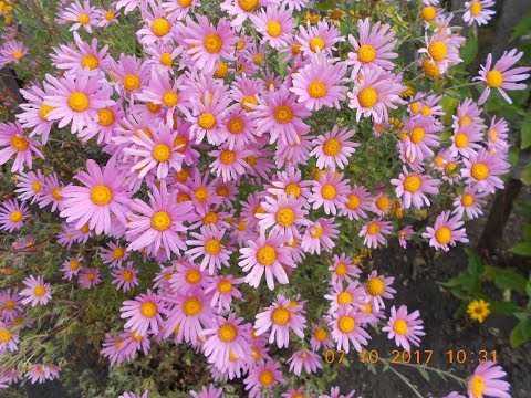 Видео: Как Цветут Сентябринки? 2017 год