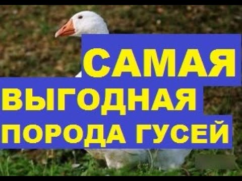 Видео: САМАЯ ВЫГОДНАЯ ПОРОДА ГУСЕЙ
