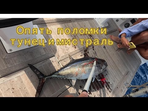 Видео: Мистраль тунец Менорка Майорка