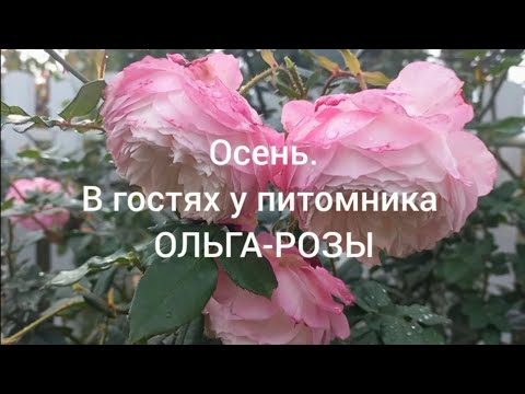 Видео: Vlog-200 Цветение роз в ноябре на маточнике питомника Ольга-РОЗЫ. Осенние краски.