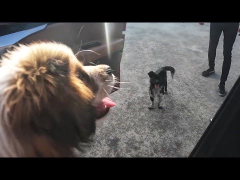 Видео: Мама, у меня теперь есть дом!