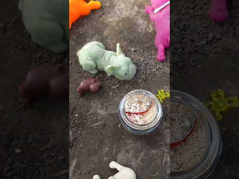 Видео: с сквиши собакоми на даче 2 часть