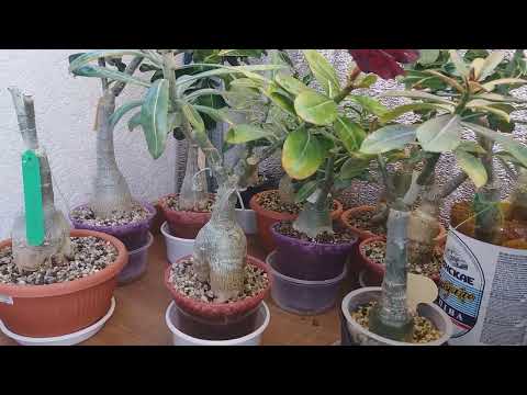 Видео: АДЕНИУМЫ. Lechuza, ответы, что есть  3 мая 2022 г.