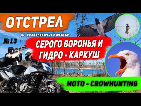 Видео: Санитарный отстрел Чаек и Ворон №13.  Crow Hunting 2023. Кроухантинг. Jack Hunter.