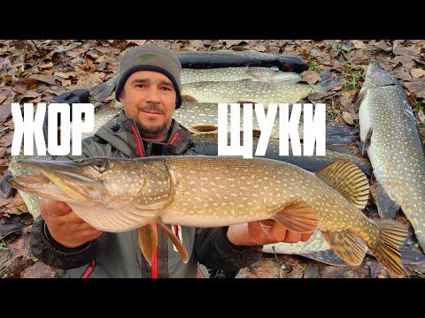 Видео: ОСЕННИЙ ЖОР ЩУКИ МИФ ИЛИ РЕАЛЬНОСТЬ? ВСЯ ЩУКА СТОИТ НА МЕЛКОВОДЬЕ!!!
