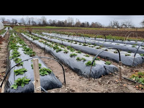 Видео: Як зробити грядки для полуниці / как сделать гребни под клубнику